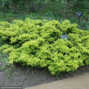 Yew – Japanese Dwarf Golden – #2 Container