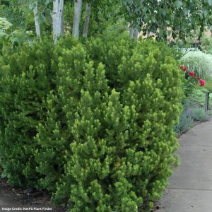 Yew – Hicks – 18-24″ – B&B