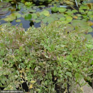 Variegated Water Celery (Oenanthe) – Flamingo – 3.5″ Container