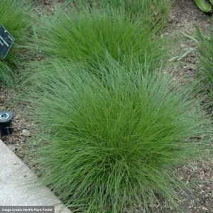 Little Bluestem (Schizachyrium Scoparium) – 1 Qt Container