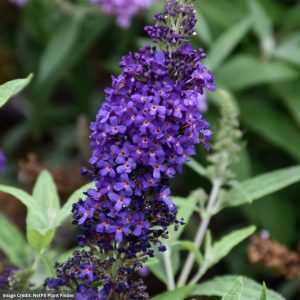 Butterfly Bush – Asian Moon – #3 Container