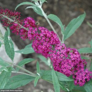 Butterfly Bush – Blaze Pink – #3 Container