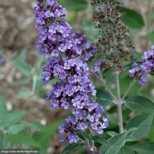 Butterfly Bush - True Blue - #3 Container