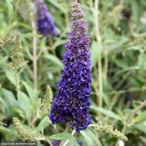 Butterfly Bush – Black Knight – #3 Container