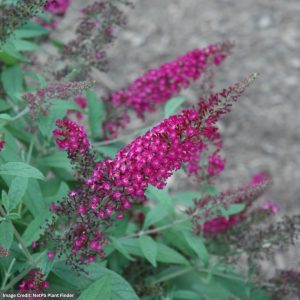 Butterfly Bush – CranRazz – #3 Container