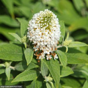 Butterfly Bush - Dapper White - #3 Container