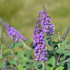 Butterfly Bush – Lo & Behold Blue Chip Jr – #3 Container