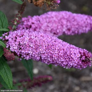 Butterfly Bush – Pugster® Pinker – #3 Container