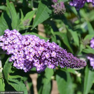 Butterfly Bush – Pugster® Amethyst – #3 Container