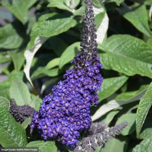 Butterfly Bush – Pugster Blue® – #3 Container