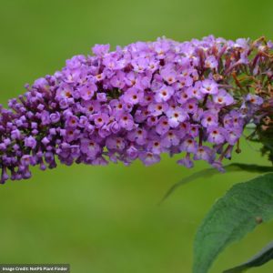 Butterfly Bush – Pugster Periwinkle® – #2 Container