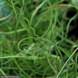 Corkscrew Rush (Juncus Effusus) - Spiralis - 3.5" Container