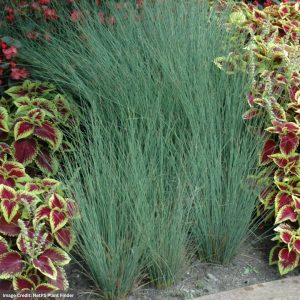 Rush (Juncus inflexus) - Blue Arrow - 3.5" Container