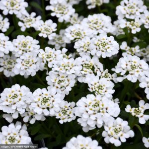 Candytuft (Iberis) - Purity - #1 Container