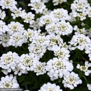 Candytuft (Iberis) – Purity – #1 Container