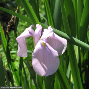 Japanese Flag Iris - Darling - #1 Container