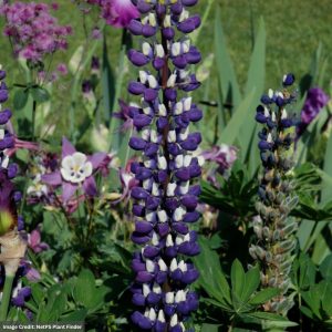 Lupine - The Governor - #1 Container