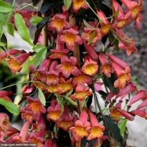 Cross Vine - Tangerine Beauty - #5 Container