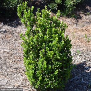 Boxwood – Baby Gem – #2 Container