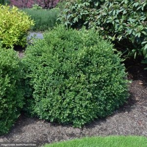 Boxwood – Green Velvet – 10-12″ – #3 Container