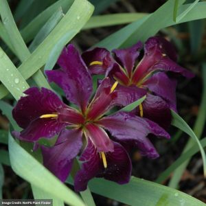 Iris - Black Gamecock - 3.5" Container