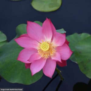 Lotus (Nelumbo nucifera) - Titan - 16" Pot