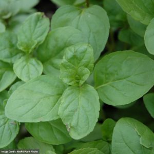 Mint (Mentha Citrata) - Lemon Bergamot - 3.5" Container