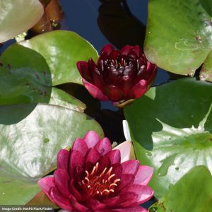 Water Lily (Nymphaea) - Almost Black - 8" Pot
