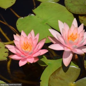 Water Lily (Nymphaea) - Colorado - 8" Pot