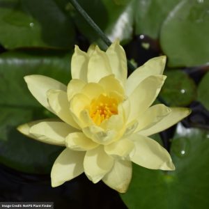 Water Lily (Nymphaea) - Joey Tomocik - 8" Pot