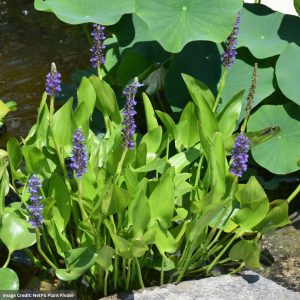 Pickerelweed (Pontederia Cordata) - 8" Container