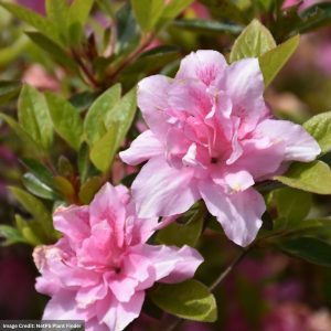 Azalea – Encore® Autumn Carnation® – #3 Container