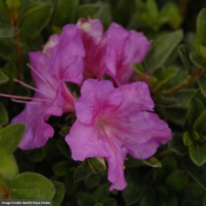 Azalea – Encore® Autumn Royalty® – #3 Container