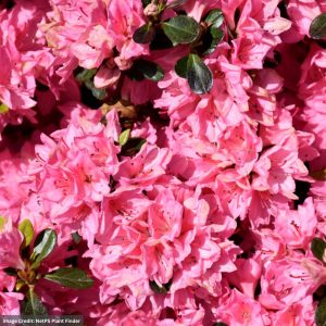 Azalea – Pink Tradition – 15-18″ – #3 Container