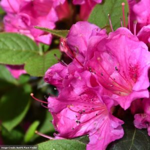 Azalea – Encore® Autumn Amethyst® – #3 Container