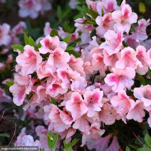 Azalea – Encore® Autumn Chiffon® – #3 Container