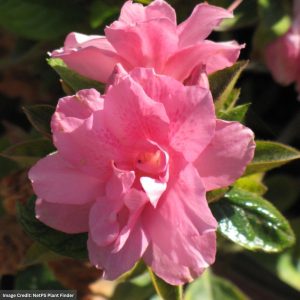 Azalea – Encore® Autumn Empress® – #3 Container