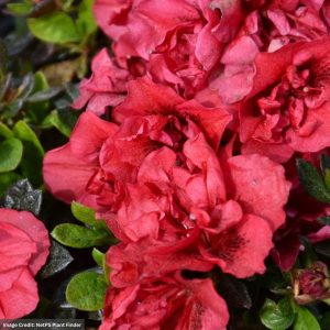 Azalea – Encore® Autumn Fire® – #3 Container