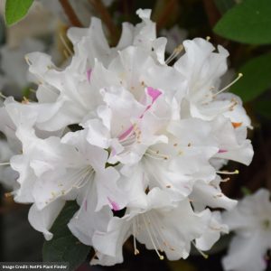 Azalea – Encore® Autumn Lily® – #3 Container