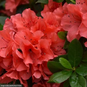 Azalea – Encore® Autumn Sunset® – #3 Container