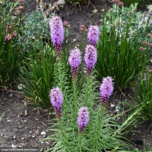 Blazing Star (Liatris Spicata) - 1 Qt Container