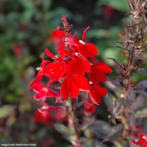 Lobelia - Queen Victoria - 3.5" Container