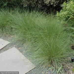 Hairawn Muhly (Muhlenbergia Capillaris) - #1 Container