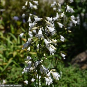 Foxglove Beardtongue (Penstemon Digitalis) - #1 Container