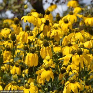 Cutleaf Coneflower (Rudbeckia Laciniata) - #2 Container