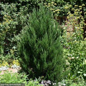 Cedar - Eastern Red Hillspire - 5ft - B&B