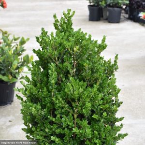 Boxwood - Faulkner - #5 Container