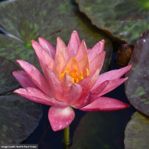 Water Lily (Nymphaea) - Wanvisa - 4" Pot