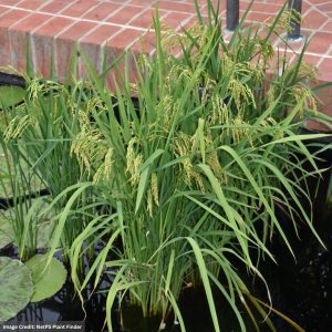 Asian Rice (Oryza Sativa) - 3.5" Container