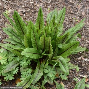 Ornamental Sorrel (Rumex Sanguineus) - 3.5" Container